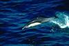 Atlantic White-Sided Dolphin (Lagenorhynchus acutus)