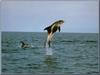 White-breasted Dolphin (specied unidentified)