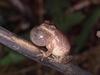 Spring Peeper (Pseudacris crucifer)