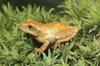 Spring Peeper (Pseudacris crucifer)