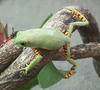 Orange Legged Monkey Frog (Phyllomedusa hypochondrialis)