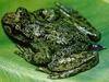 Tailed Frog (Ascaphus truei)