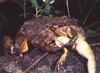 Goliath Frog (Conraua goliath)