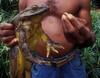 Goliath Frog (Conraua goliath)