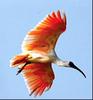 따오기 [Japanese crested ibis]