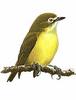 Bridled White-Eye (Zosterops conspicillatus)