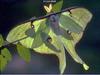 Luna Moth (Actias luna)