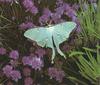 Luna Moth (Actias luna)