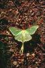 Luna Moth (Actias luna)