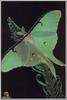 Luna Moth (Actias luna)