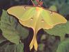 Luna Moth (Actias luna)