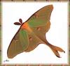 Luna Moth (Actias luna)