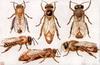 Bees