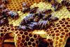 Honeybee (Apis mellifera) and honeycomb
