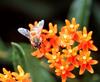 Honeybee (Apis mellifera)