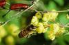 Honeybee (Apis mellifera)