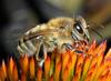 Honeybee (Apis mellifera)