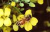 Honeybee (Apis mellifera)