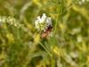 Honeybee (Apis mellifera)