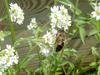 Honeybee (Apis mellifera)