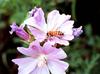 Honeybee (Apis mellifera)