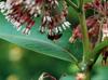 Honeybee (Apis mellifera)