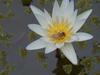 Honeybee (Apis mellifera)