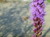 Honeybee (Apis mellifera)