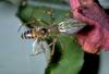 Honeybee (Apis mellifera)