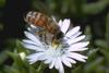 Honeybee (Apis mellifera)