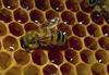 Western Honeybee (Apis mellifera)  beehive