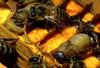 Western Honeybee (Apis mellifera)  and pupae