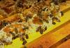 Western Honeybee (Apis mellifera)