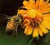 Honeybee (Apis mellifera)