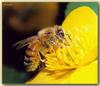 Western Honeybee (Apis mellifera)