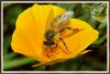 Western Honeybee (Apis mellifera)