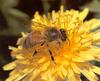 Honeybee (Apis mellifera)