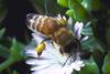 Western Honeybee (Apis mellifera)