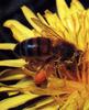 Western Honeybee (Apis mellifera)