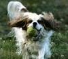 Dog - Cavalier King Charles Spaniel (Canis lupus familiaris)