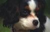 Dog - Cavalier King Charles Spaniel (Canis lupus familiaris)
