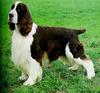 Dog - English Springer Spaniel (Canis lupus familiaris)