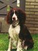 Dog - English Springer Spaniel (Canis lupus familiaris)