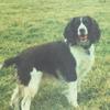 Dog - English Springer Spaniel (Canis lupus familiaris)