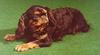 Dog - English Toy Spaniel (Canis lupus familiaris)