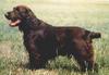 Dog - Field Spaniel (Canis lupus familiaris)