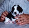 Dog - Springer Spaniel (Canis lupus familiaris)