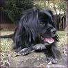 Dog - Tibetan Spaniel (Canis lupus familiaris)