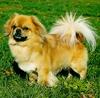 Dog - Tibetan Spaniel (Canis lupus familiaris)