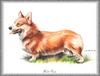 Dog - Welsh Corgi (Canis lupus familiaris)